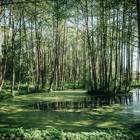 Nemirseta Forest Palanga