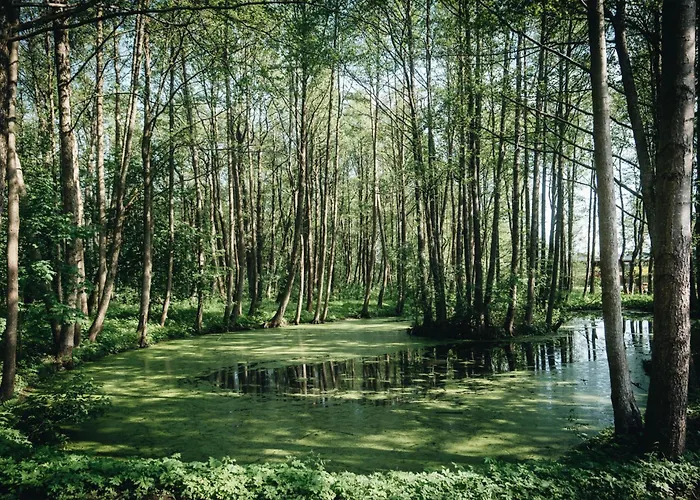 Nemirseta Forest Palanga